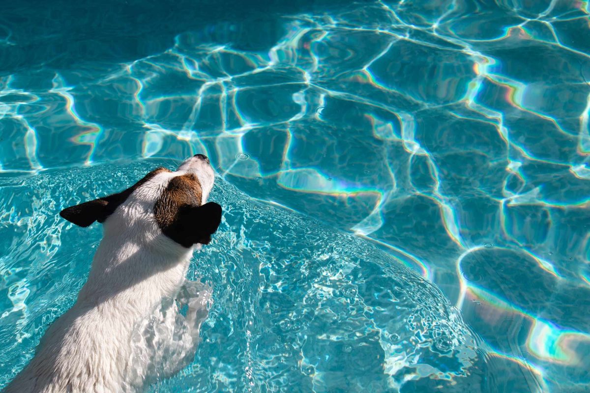 Inground Pool Packages | Dog swimming in swimming pool | Lakeside Swimming Pools | Inground Swimming Pools